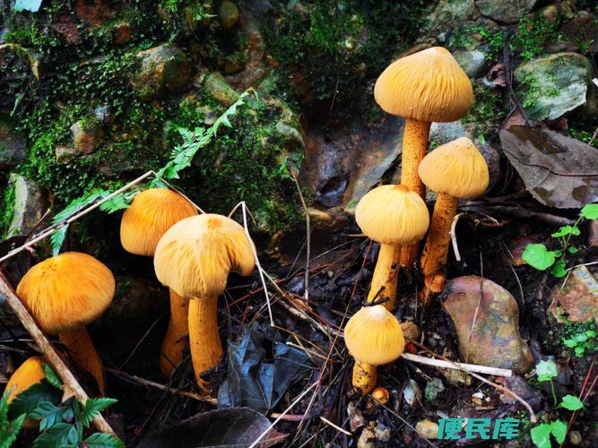 蘑菇是不是容易引发过敏（探讨蘑菇是否容易引起过敏反应）