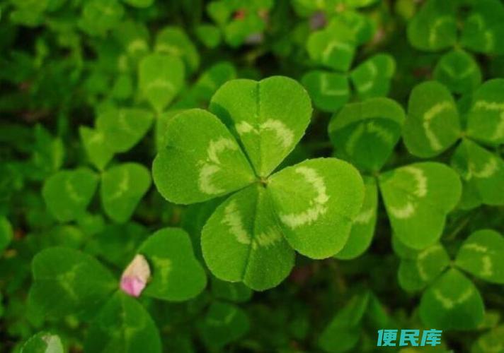 四叶草的真正花语（探究四叶草的真正含义）