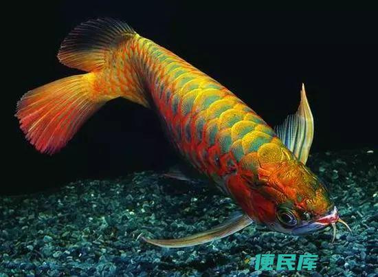 龙鱼水温多少合适（盘点一下在龙鱼繁殖上踩过的坑）