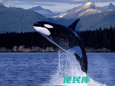 鲸鱼是不是鱼类（鲸鱼不是鱼而是哺乳动物是什么原因）