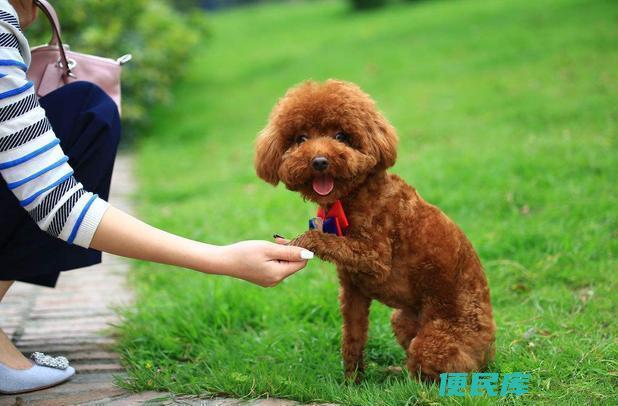 养狗的利润与成本（了解养狗的经济效益）