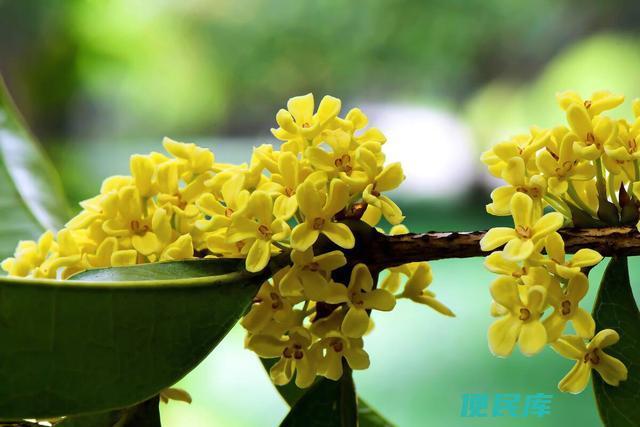 桂子的花期与香气（桂子花赏析与花香特点）