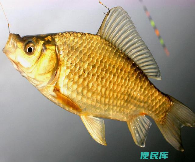黄金鲫鱼与鲫鱼区别（对比黄金鲫鱼和普通鲫鱼）