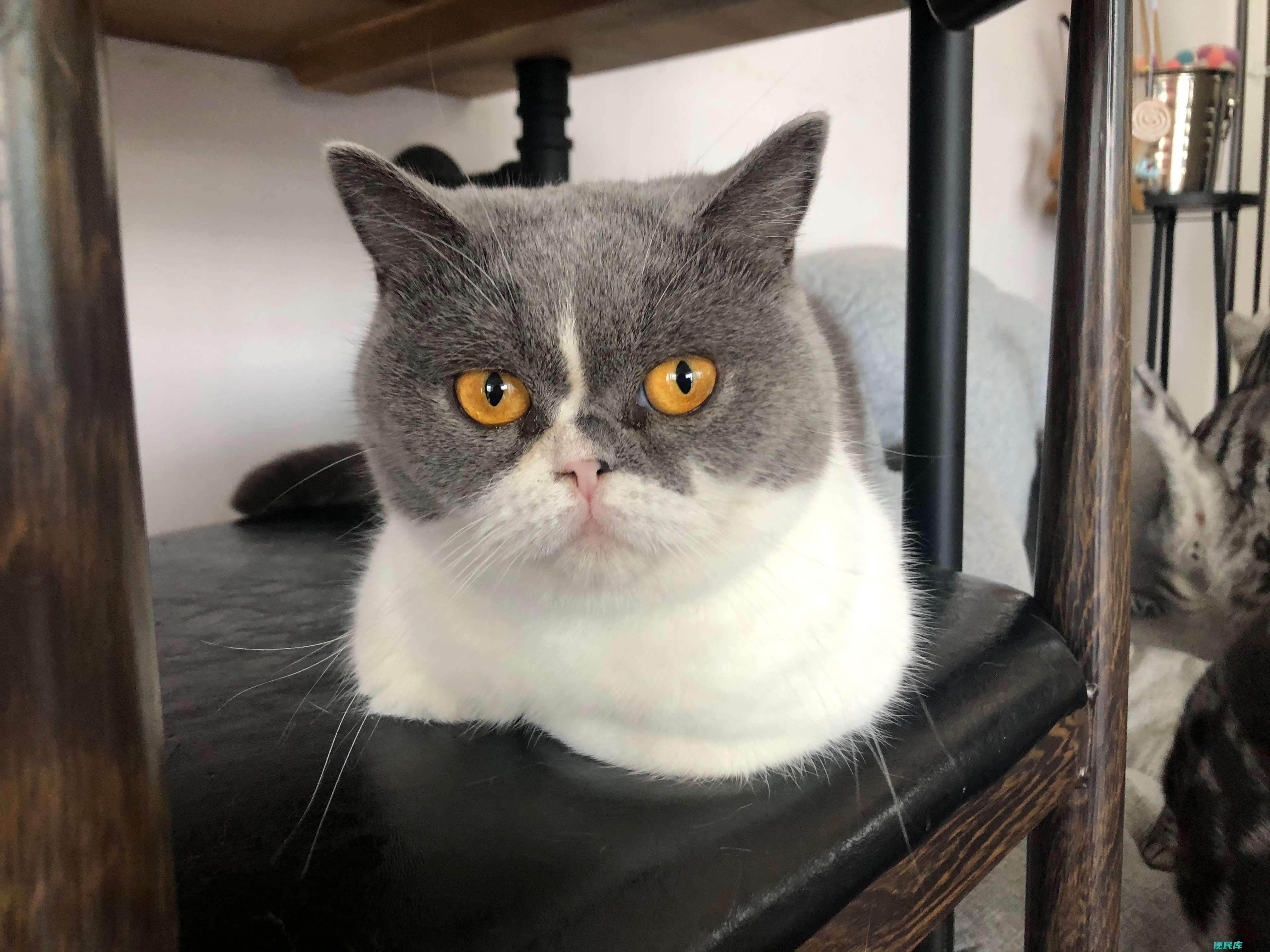 小猫咪怎么喂养（简述有关于猫咪的饲养方式的问题）