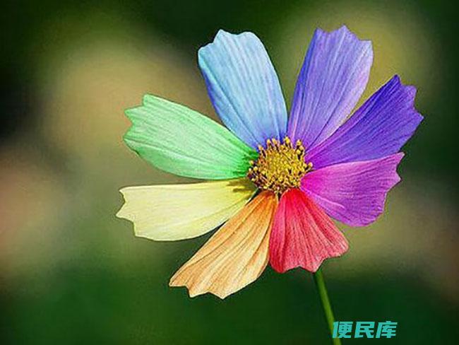依米花的花语和寓意（探究依米花的花语和象征意义）