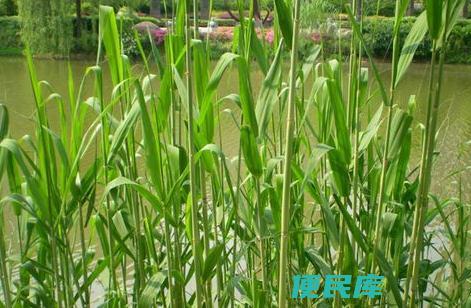 芦草药用价值与疗效（探究芦草在医药中的药用价值与治疗功能）