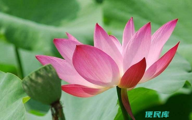 荷花的象征和寓意（解析荷花所象征的含义和寓意）