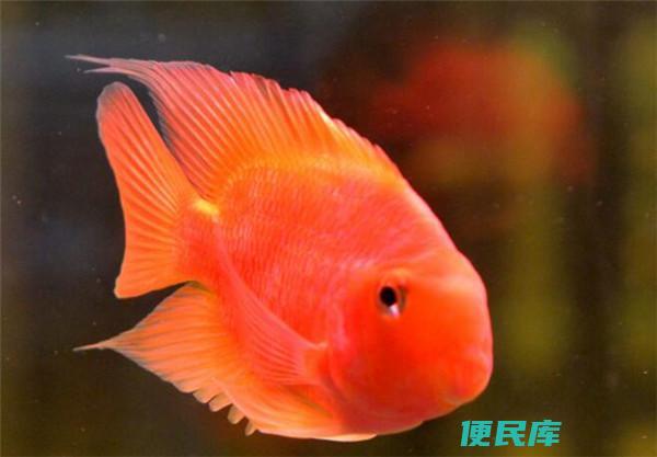 鹦鹉鱼濒死征兆揭秘（探讨鹦鹉鱼即将死亡前的特征）