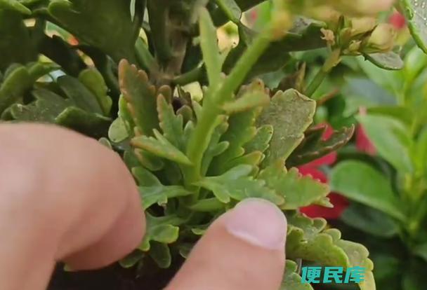 长寿花叶片焦枯原因（分析长寿花叶片边缘焦枯的原因）