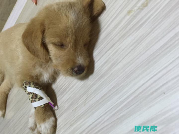 狗狗患细小的初期症状（分析狗狗患细小病时的早期症状）