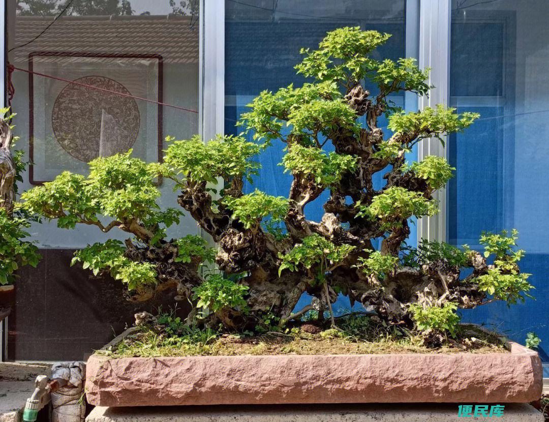 黄荆盆景的重要忌讳（介绍黄荆盆景种植时需遵守的重要忌讳）