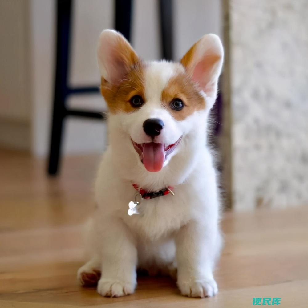 三大无攻击性犬类都有哪些（五种适合家养的无攻击性犬种）