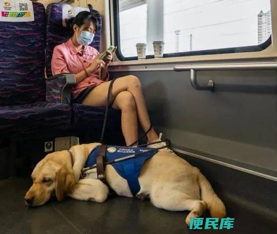 宠物是否能搭乘高铁（宠物是否允许乘坐高铁旅行）