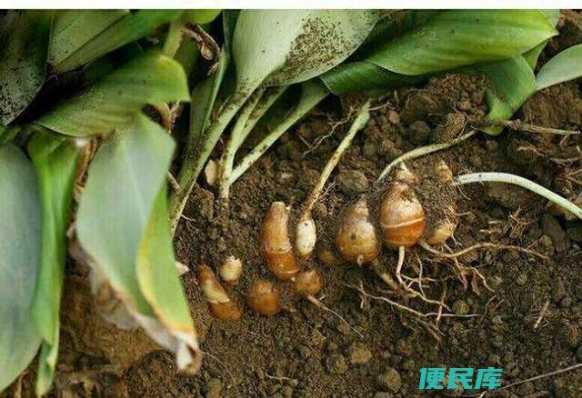 沙姜的功效与作用是什么（沙姜的用途广泛为什么很少种植）