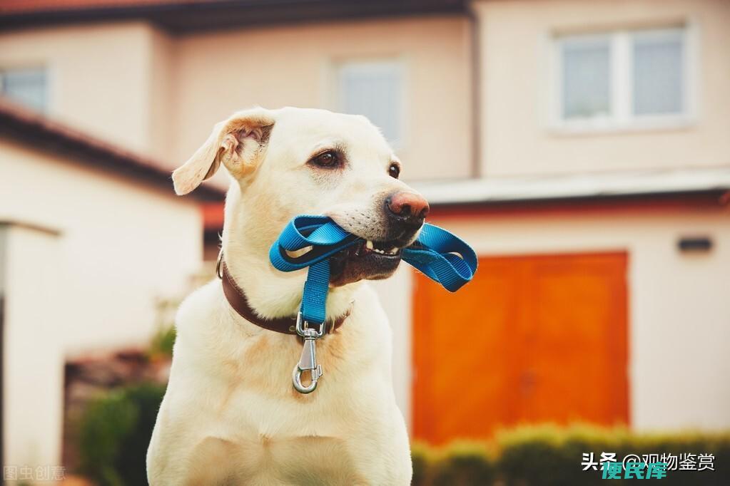 狗狗牵引绳怎么套（给狗狗套牵引绳需要注意的事项）