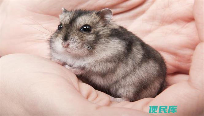 仓鼠洗澡怎么洗（如何给仓鼠洗澡）