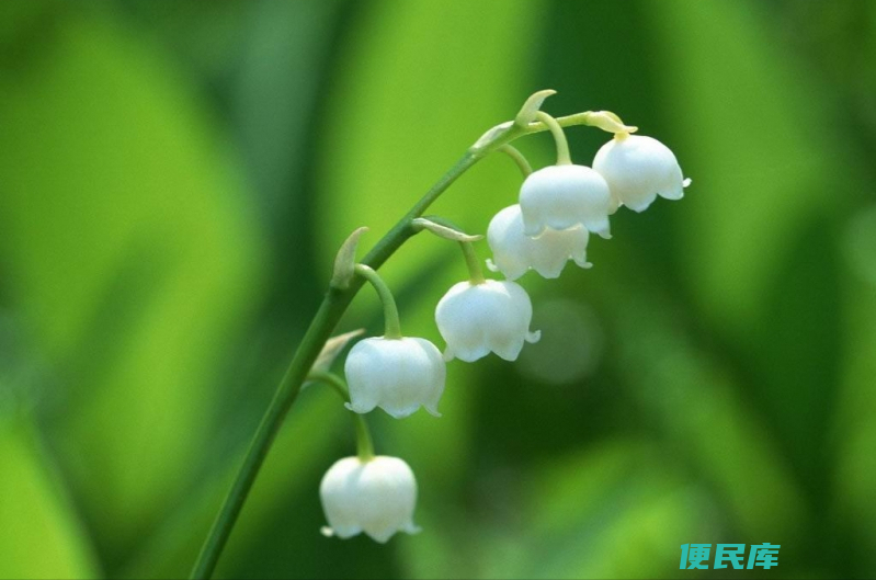 铃兰花多种颜色品种（介绍铃兰花的多种颜色类型）