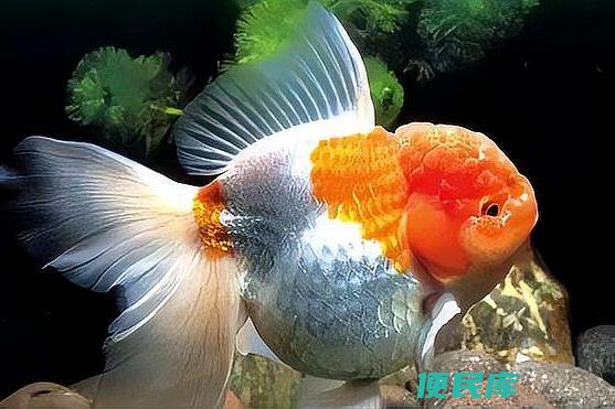 单养鱼的原因解析（探讨为什么推荐养单一鱼只而不养双）