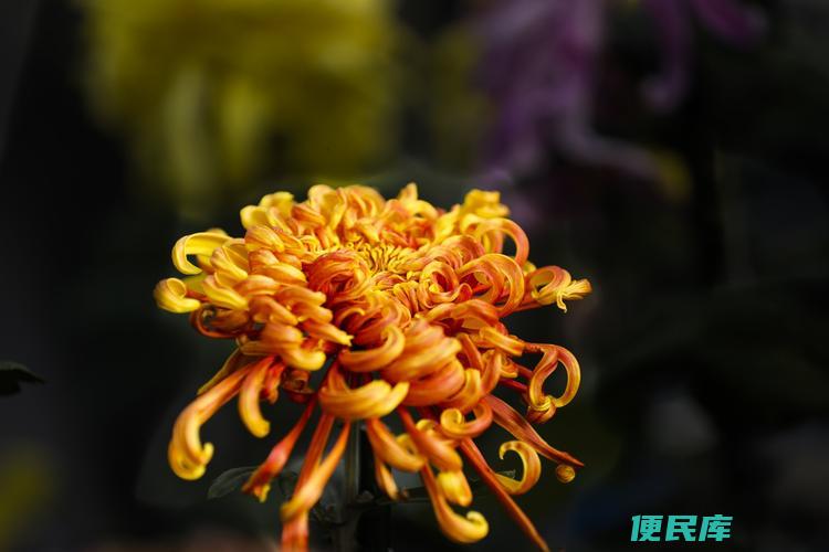 描写菊花的香味（描写菊花芬芳的香气）