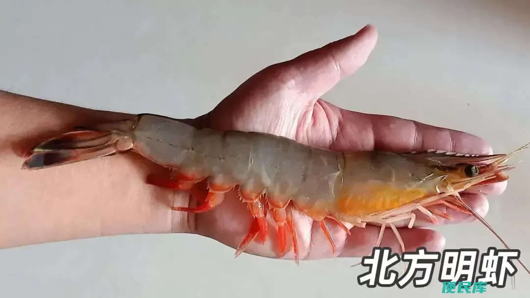 市场上常见的虾（市场上常见的五种虾让你分清产地和价格）