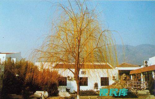 金丝柳能真的驱湿气吗（金丝柳是否真的有去湿气的效果）
