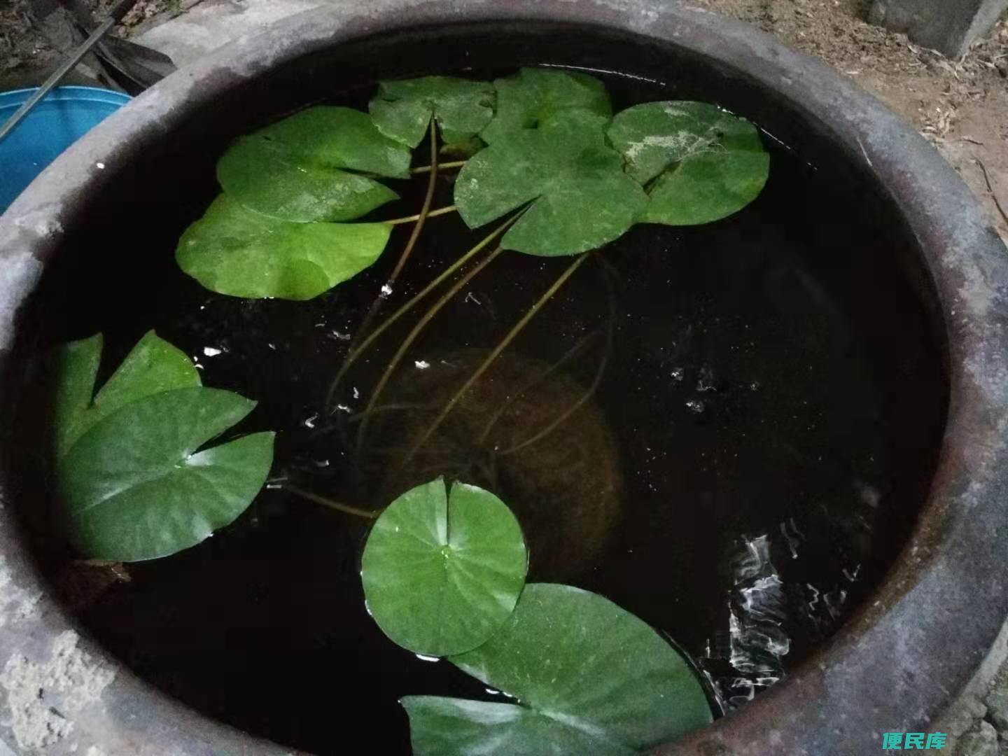 金鱼不喂食能活多久（不供给金鱼食物可以活多长时间）