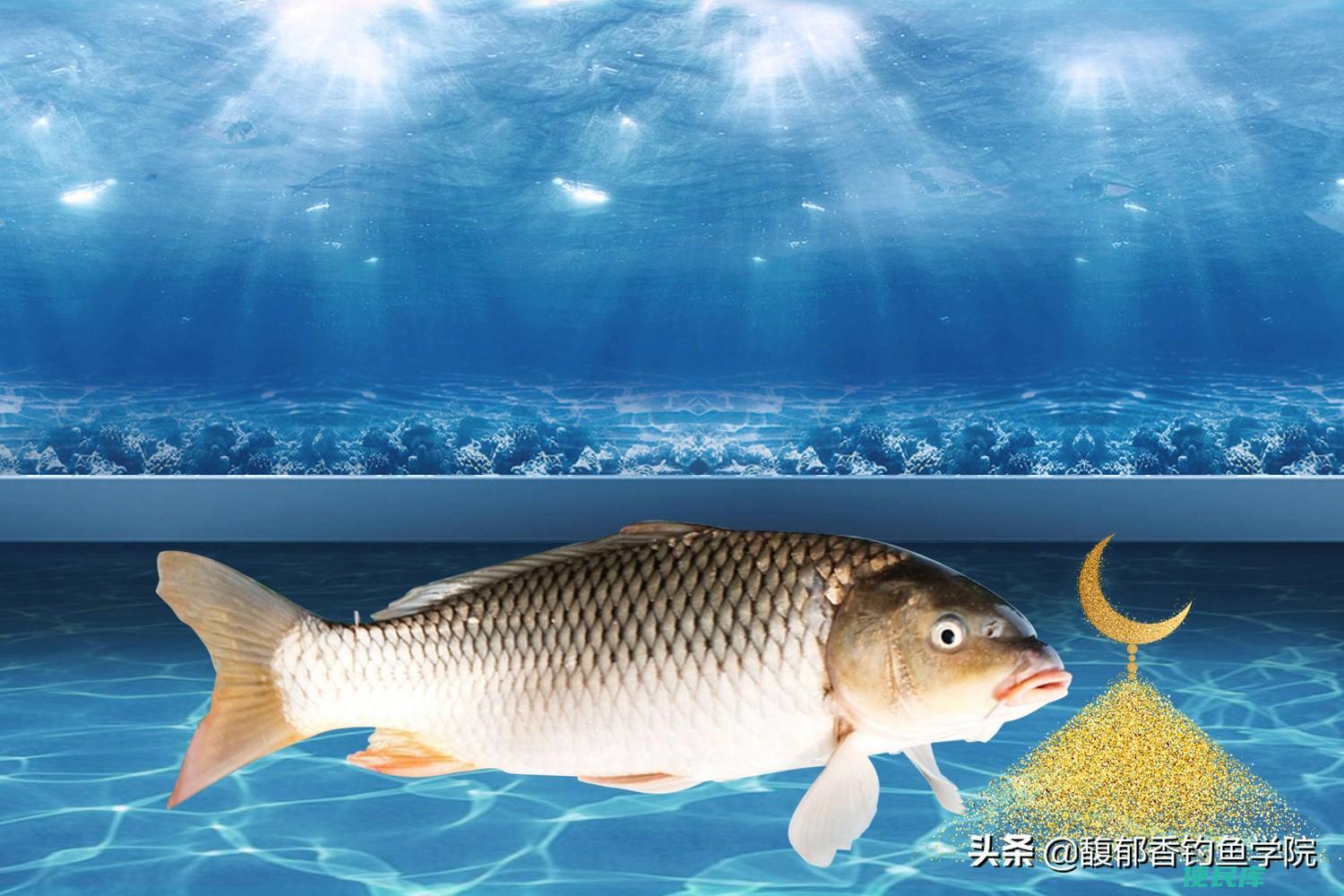 黑坑排名第一的鲤鱼饵料（钓黑坑鲤鱼效果好的饵料配方）
