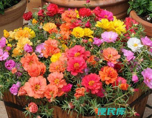 太阳花怎么养（太阳花的种植技巧和养护要点）