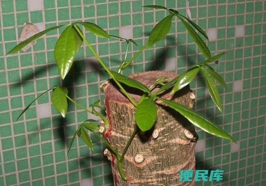 发财树怎么修剪枝叶（养护和修剪发财树的常识有哪些）