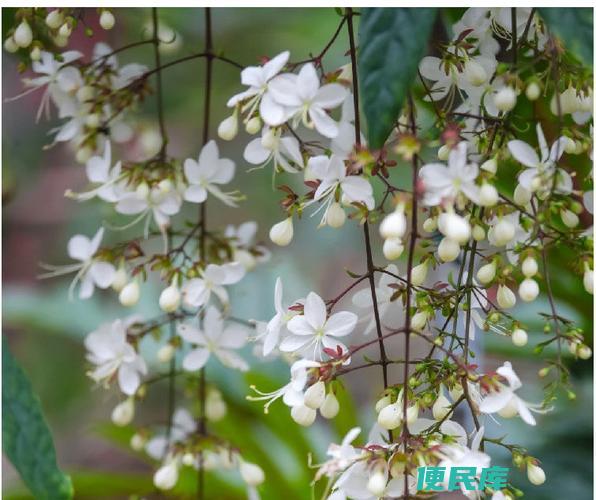 垂丝茉莉何时开花（揭示垂丝茉莉的开花季节）