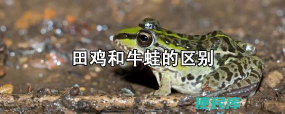 牛蛙与田鸡的区别（牛蛙和田鸡的差异）