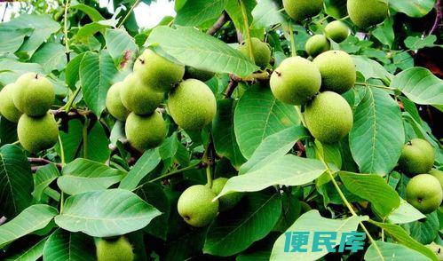 院内有核桃树的吉凶象征（分析院内有核桃树的吉凶象征意义）