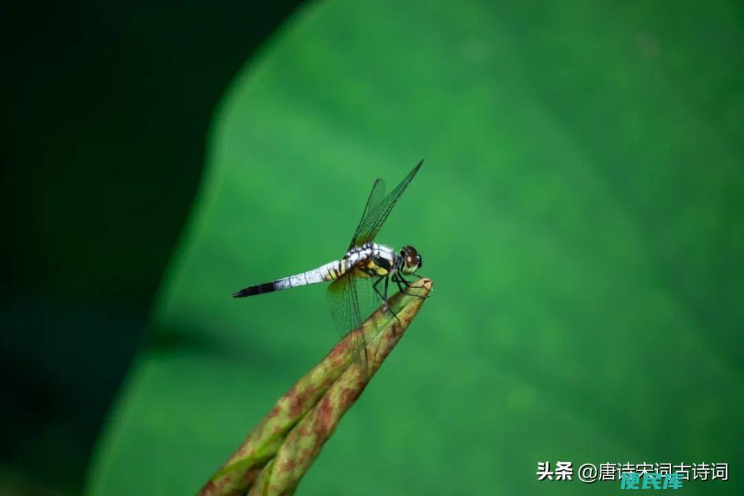 杨万里是哪个朝代的（一起来看看杨万里笔下的夏天）