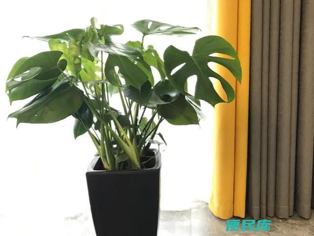 除甲醛绿植十大排名（什么样的绿植除甲醛效果最好）