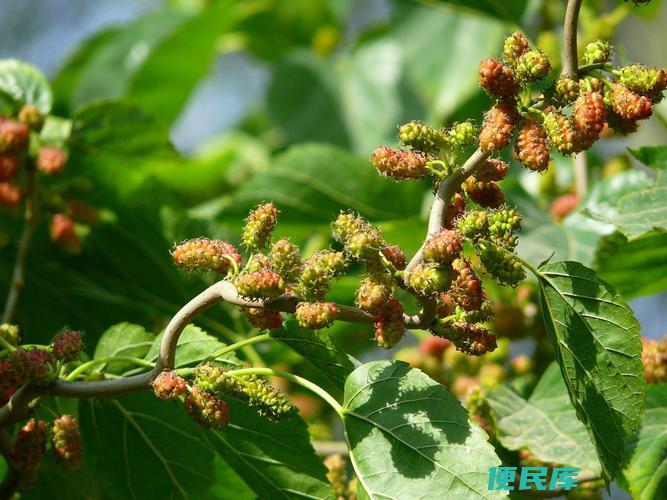 桑梓的含义和解释（探究桑梓一词的意义和解释）