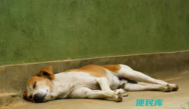 家里养狗会有鬼吗（家里养狗会吓跑鬼吗）