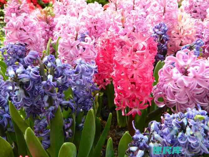 风信子花语（探寻风信子的花语和象征意义）
