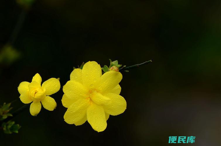 迎春花什么时候开放（迎春花的花期和开放时间）