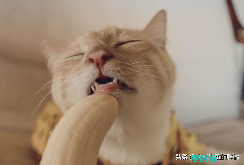 小猫可以吃香蕉吗（一个月的小猫吃香蕉有问题吗）
