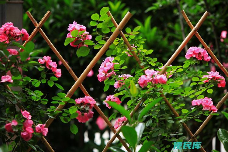 蔷薇花语象征与寓意（蔷薇花的花语含义和象征）
