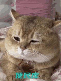 适合新手养的猫有哪些（性价比极高又好养的猫推荐）