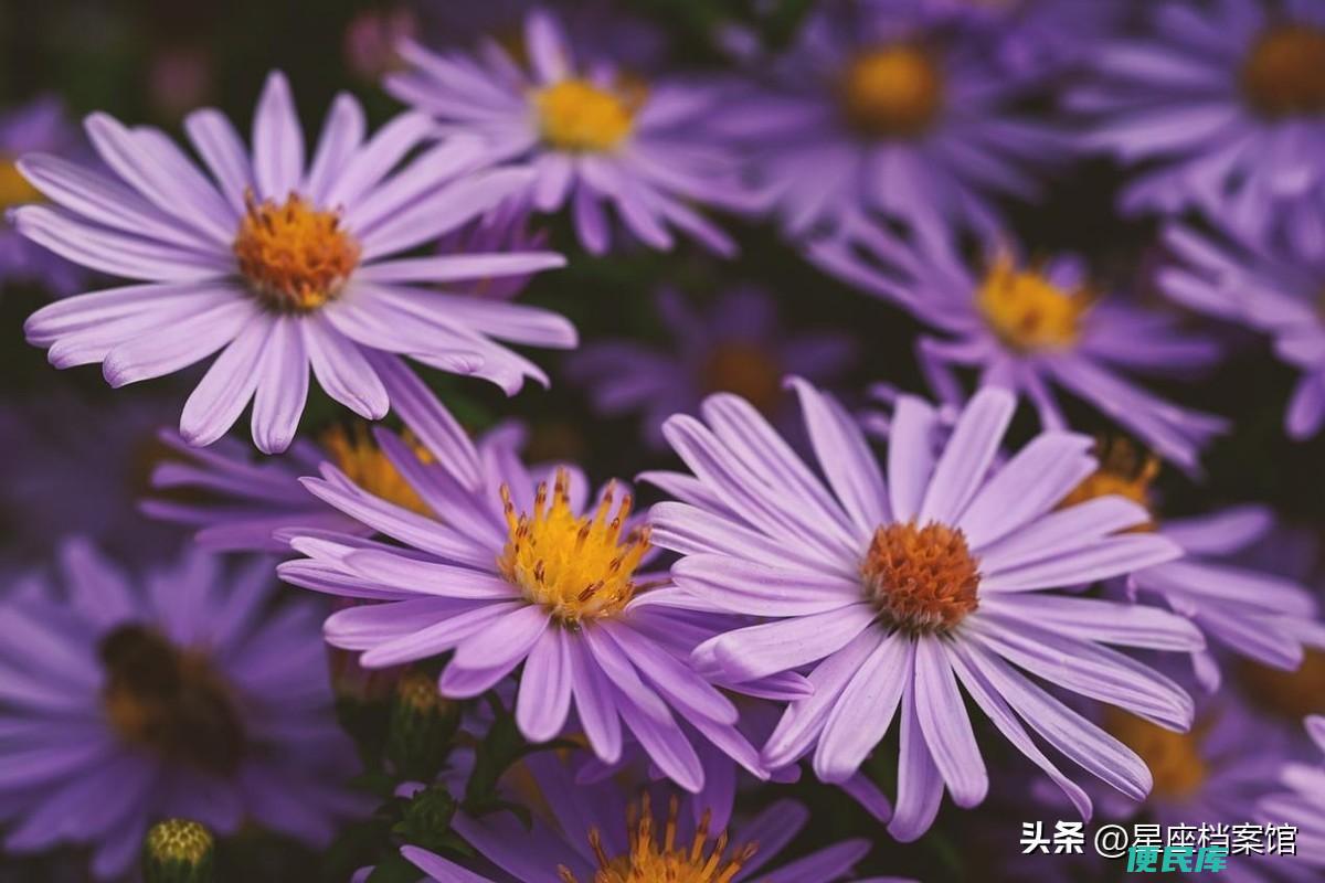 射手座女和什么星座最配（适合射手座的星座有哪些）