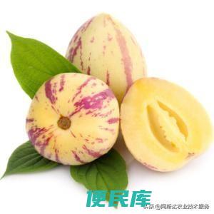 人参果怎么种植（人参果种植技术和注意事项有哪些）
