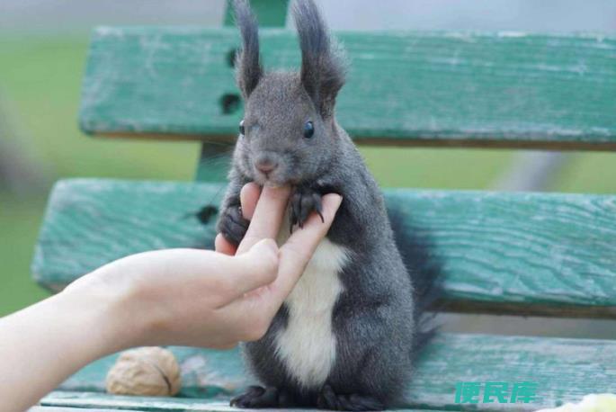 适合家养的宠物（除了猫和狗之外这4种宠物同样适合家养）