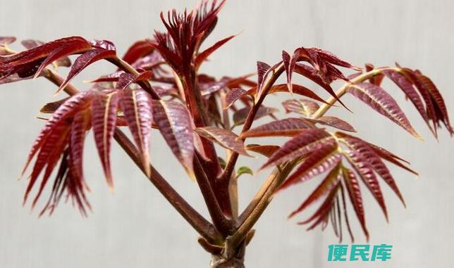 香椿树开花（香椿树是否开花）