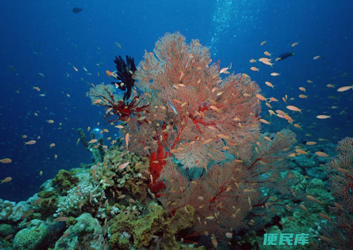 <font color='#ff7200'>海底</font>生物的种类（梳理海洋中常见的动物物种和生物多样性）