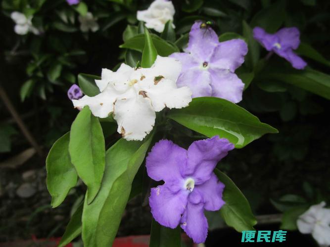 双色茉莉的养殖方法和注意事项（打造美丽茉莉花的养护要领）