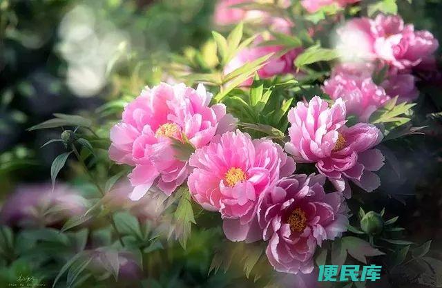 中国的国花是什么（揭秘中国国花的来历和含义）