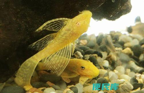金苔鼠与清道夫对比（金苔鼠和清道夫的优缺点比较）