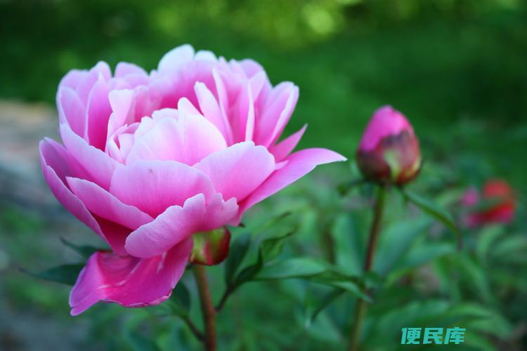 养牡丹花真的不吉利吗（探究养牡丹花的吉凶寓意）
